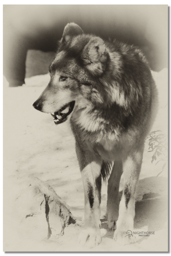 Lobo grey wolf
